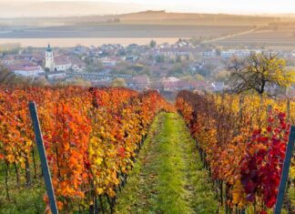 Na dobre wino do Czech