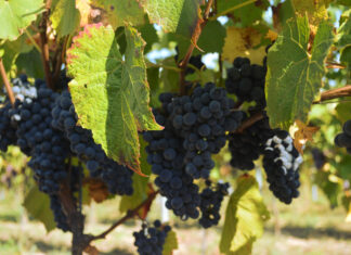 Zachodniopomorskie – kraina wina