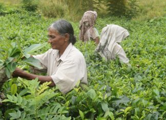 Sri Lanka – cuda wyspy z Listy UNESCO