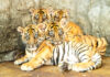 Sensacyjne narodziny we wrocławskim zoo – na świat przyszły cztery tygrysy sumatrzańskie!